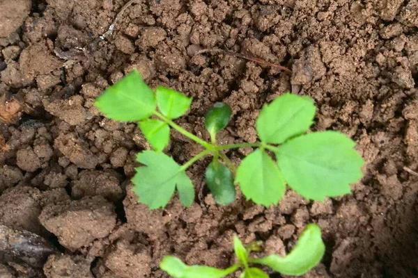 月季种子的催芽方法，低温催芽、温水催芽、浸泡晾晒催芽