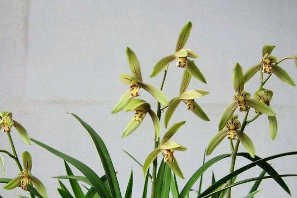 兰花的外貌特征，花朵单生在茎顶且假鳞茎会抽出花葶