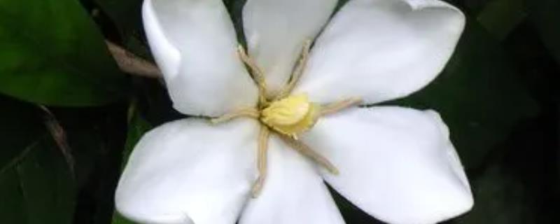 开白花的植物有哪些，常见的有栀子花、狗牙花等