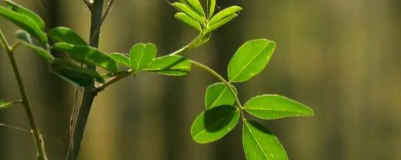 小树苗的作用，可以净化空气、保护生态环境等