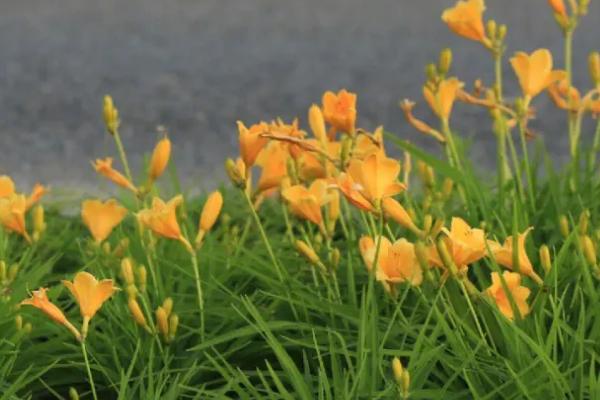 萱草和黄花菜的区别是什么，仅花朵不同