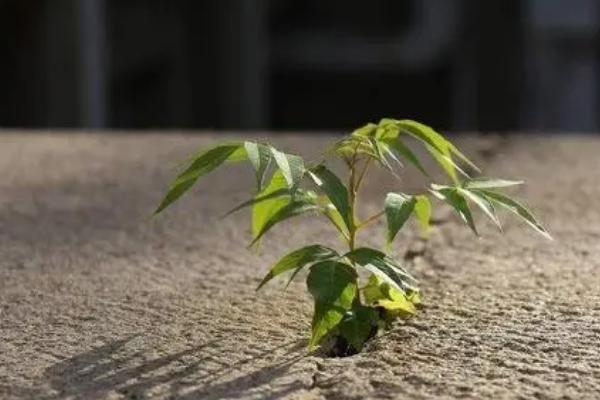 小树苗的作用，可以净化空气、保护生态环境等