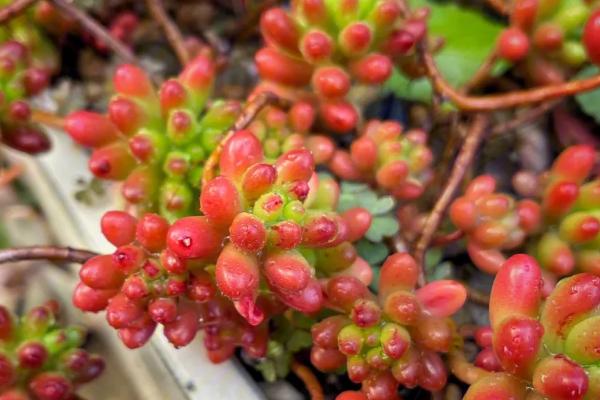 虹之玉长虫了怎么办，需立即隔离受灾植株和健康植株