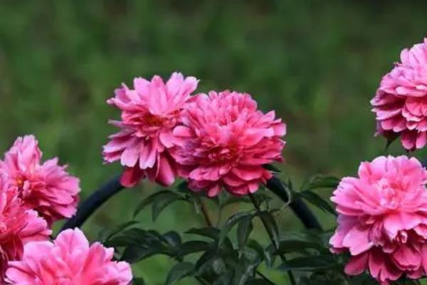 芍药花夏季移栽能活吗，夏季不适合移栽