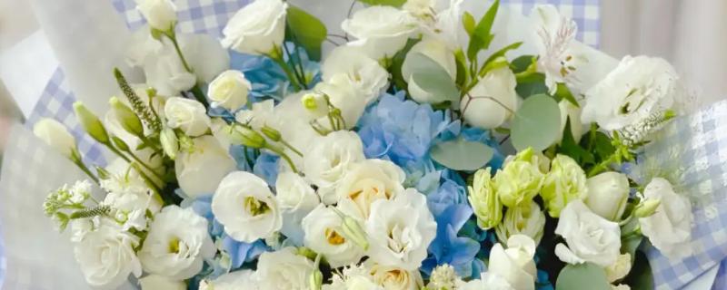 蓝绣球和白玫瑰搭配的花语，寓意宁静、清新、纯净等