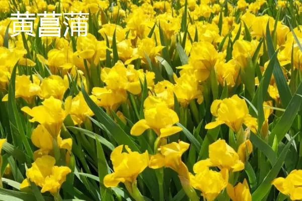 黄菖蒲和鸢尾的区别，分类、习性、形态和花期均不同