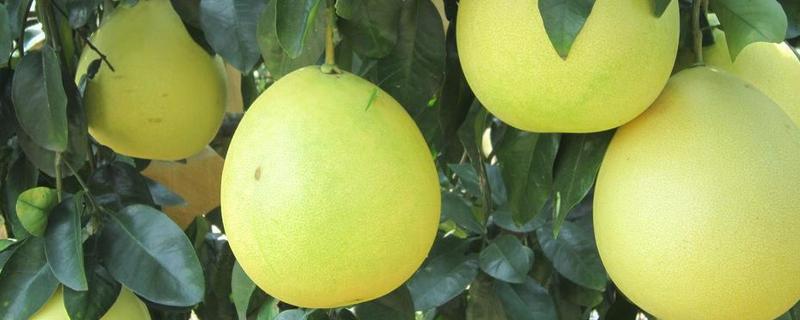 柚子什么时候成熟，不同品种的成熟时间不同