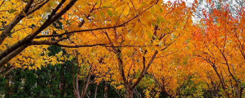 樱花秋天叶子是什么颜色，会从绿色逐渐变成黄色
