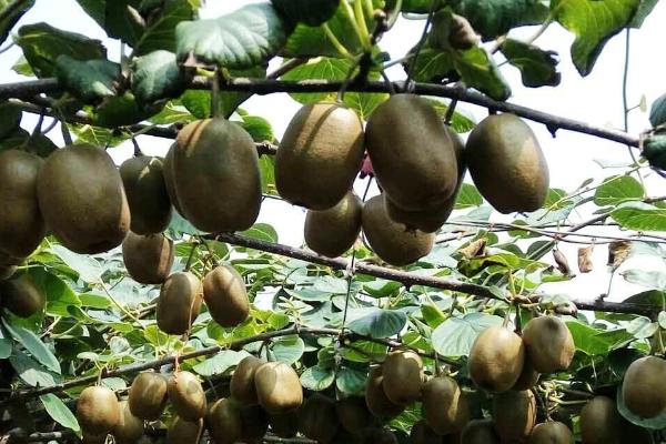 猕猴桃的种植方法，在每年的3-4月份进行