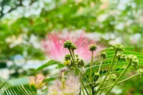 表达爱意的花有哪些，常见的有玫瑰花、康乃馨、合欢花等