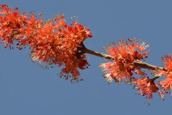 红枫开花的寓意，寓意鸿运当头