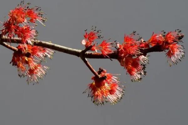 红枫开花的寓意，寓意鸿运当头