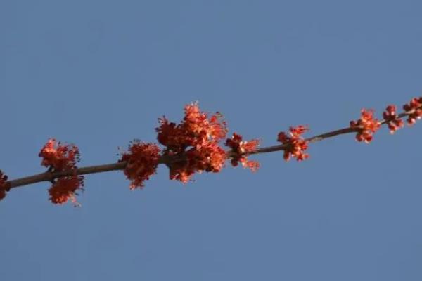 红枫开花的寓意，寓意鸿运当头