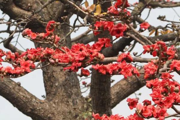 木棉花的花语，寓意珍惜幸福、红红火火等