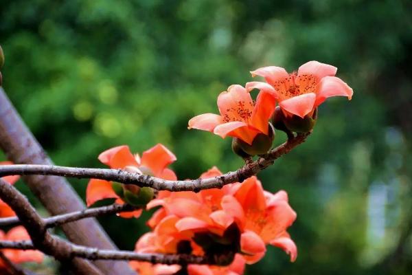 木棉花的花语，寓意珍惜幸福、红红火火等