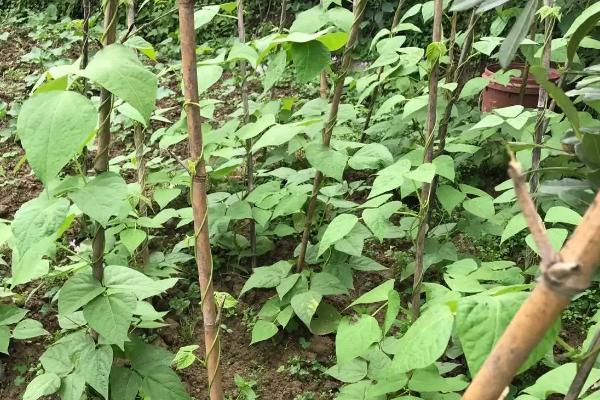 露地扁豆种植技术，种植前需温水浸种