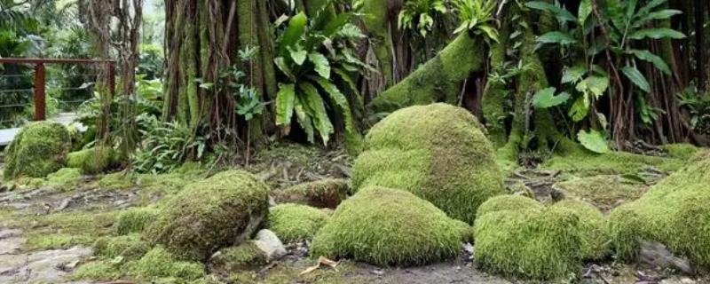 孢子植物和种子植物的区别，繁殖方式不同