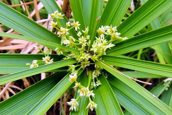 风车草怎么种，温度控制在15-25℃之间