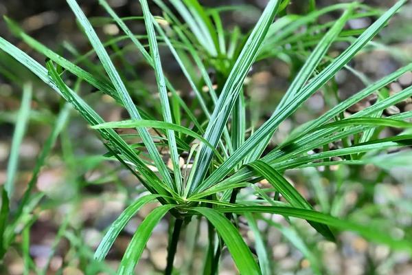 风车草怎么种，温度控制在15-25℃之间