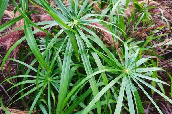 风车草怎么种，温度控制在15-25℃之间