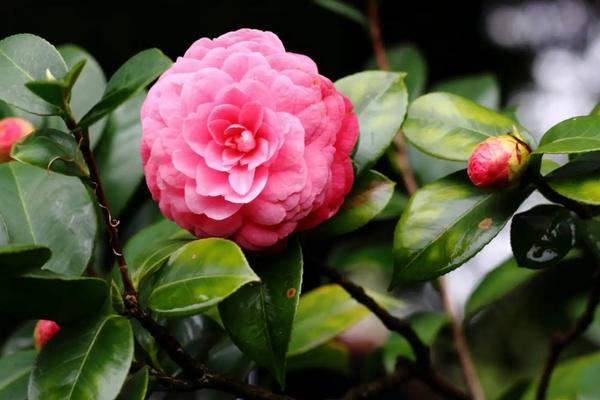 茶花开花掉叶的原因，可能是环境突变或施肥过多等导致