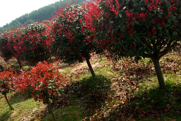 红叶石楠怎么养，生长适温要稳定在15-30℃之间