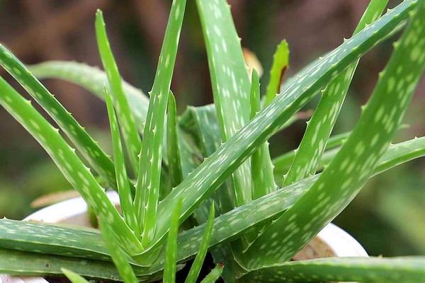 芦荟多久浇一次水，不同季节的浇水频率不同