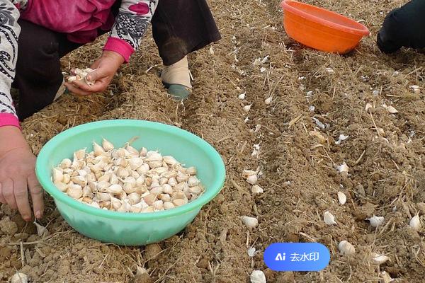 大蒜的种植方法，可春播也可秋播