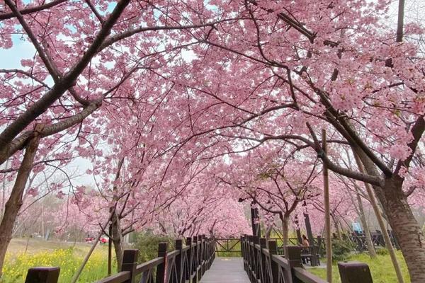 樱花树如何剪枝，一年四季都可进行小修