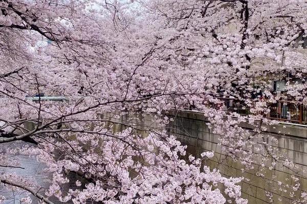 樱花树如何剪枝，一年四季都可进行小修