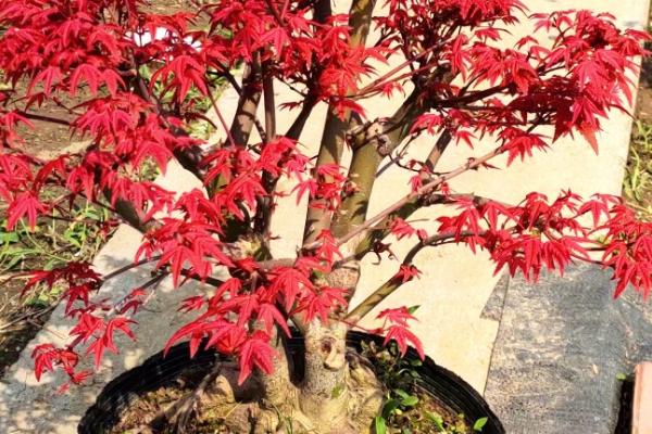 盆栽日本红枫的养殖方法，在微酸性土壤种种植为佳