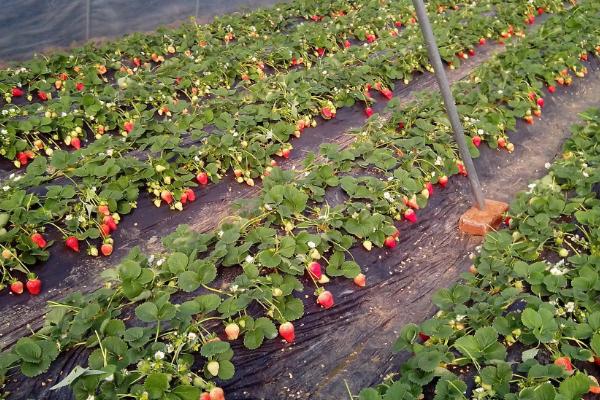 冬天草莓能耐多少度的低温，能耐-5℃的低温