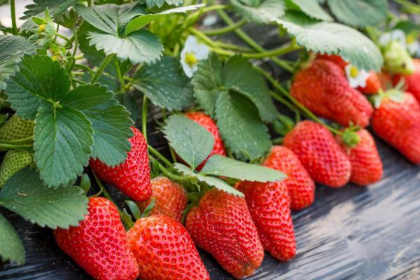 冬天草莓能耐多少度的低温，能耐-5℃的低温