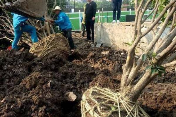 冬季移栽大桂花树的注意事项，移栽后需要为植株搭建暖棚