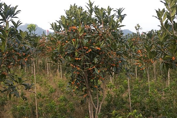 冬季移栽大桂花树的注意事项，移栽后需要为植株搭建暖棚