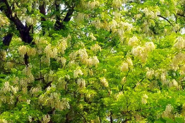 院子里中间种树好不好，不利于风水尽量不要在中间种树