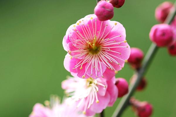 院子里中间种树好不好，不利于风水尽量不要在中间种树