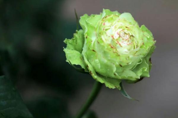 粉色月季的花语，花语是初恋