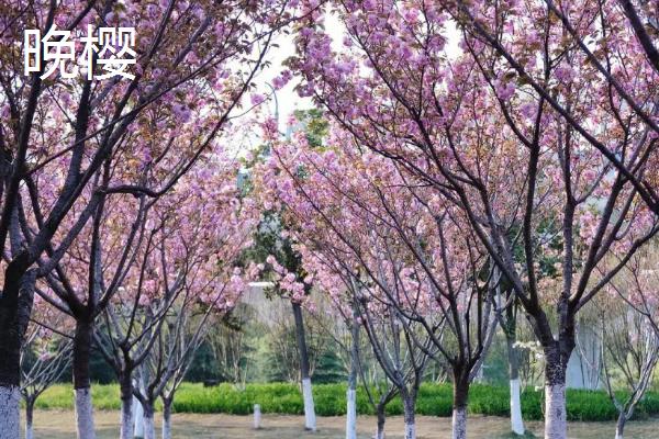 早樱和晚樱的区别，高度、叶片和花瓣均不同