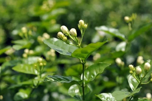 冬天茉莉花叶子发黄掉叶怎么处理，需要尽快提高养护环境的温度