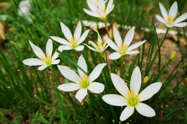 上坟用什么花，可选白菊花或者黄菊花