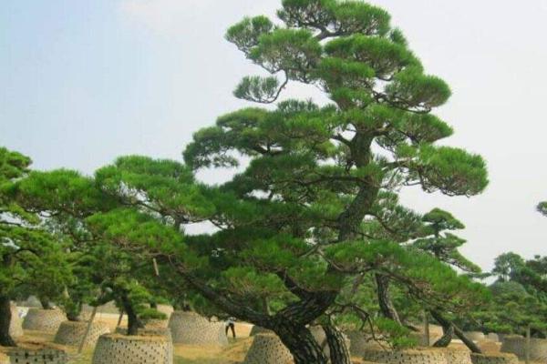 家里种松树吉不吉利，会破坏家里的风水