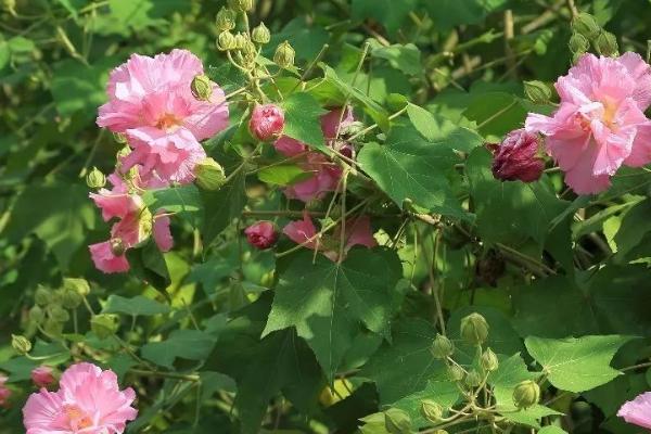 木芙蓉怎么种植，每隔30天要追施一次氮肥