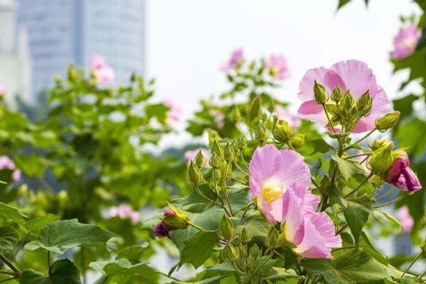 木芙蓉怎么种植，每隔30天要追施一次氮肥