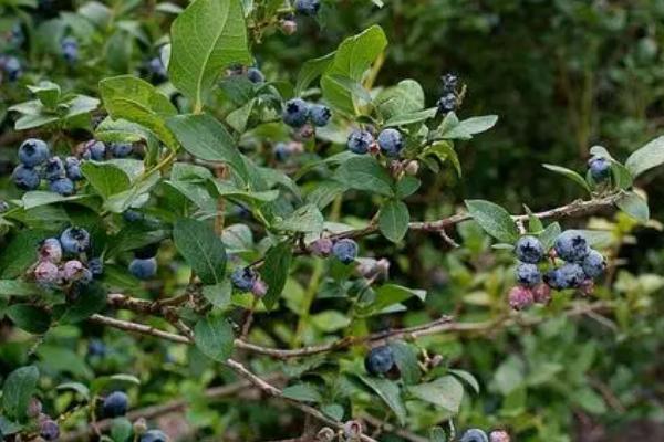 蓝莓的品种，主要有这4种