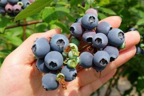 蓝莓的品种，主要有这4种