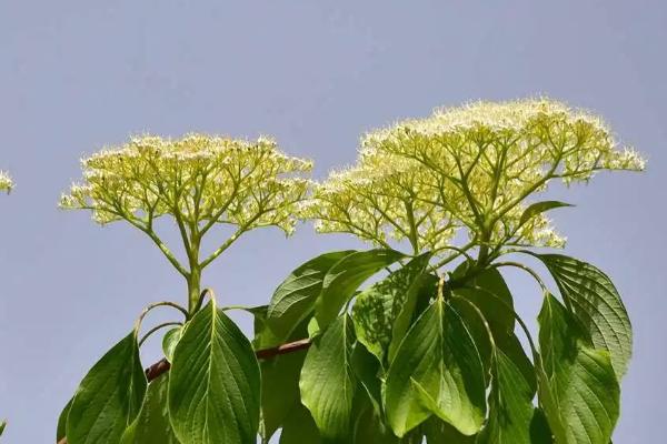 灯台树的种植方法，浸种催芽后再播种