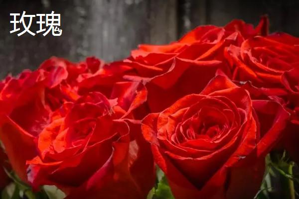 月季和玫瑰有什么区别，叶片、花朵、花茎均不同