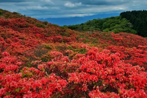 哪些花卉冬天不怕冷，常见的有铁筷子、腊梅、杜鹃花等