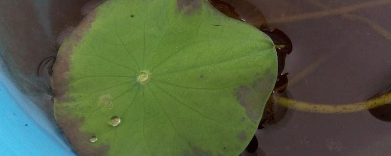 莲花叶子变黑了怎么办，可直接换水和补充光照等